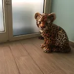 Il Leopardo Rom
